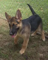 Tulip , a female German Shepherd Dog for sale in Telford, PA – 5 of 5
