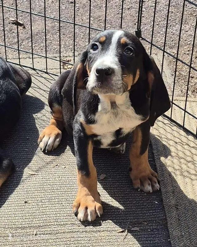 Luca  – Boxer, Bloodhound puppy for sale in Telford, PA