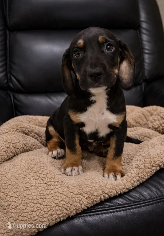 Luca  – Boxer, Bloodhound puppy for sale in Telford, PA