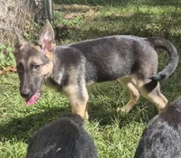 Miley , a female German Shepherd Dog for sale in Telford, PA – 3 of 3