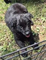 Marley , a female Bernese Mountain Dog and Golden Retriever for sale in Telford, PA – 4 of 5