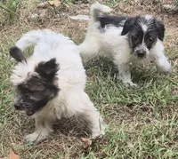 Ally , a female Miniature Aussiedoodle for sale in Telford, PA – 3 of 3