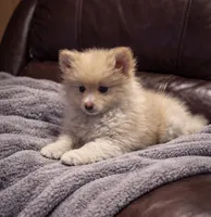 Cupcake , a male Pomeranian for sale in Telford, PA – Photo 2 of 2