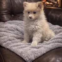 Cupcake , a male Pomeranian for sale in Telford, PA – Photo 1 of 2