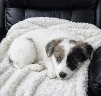 Tilly , a female Poodle - Toy  for sale in Telford, PA – Photo 1 of 2