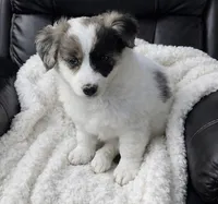 Tilly , a female Poodle - Toy  for sale in Telford, PA – Photo 2 of 2