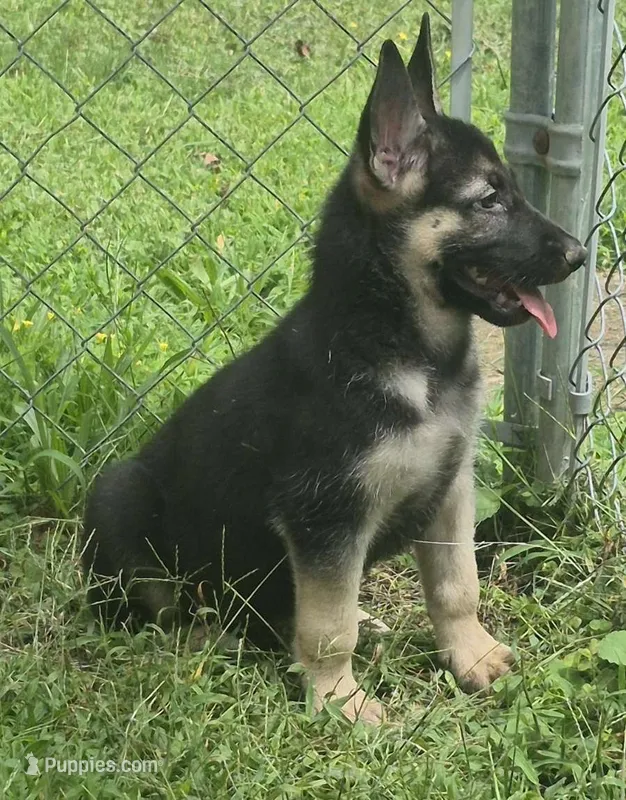 Remi  – German Shepherd Dog puppy for sale in Telford, PA
