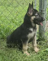 Remi , a female German Shepherd Dog for sale in Telford, PA – 1 of 3