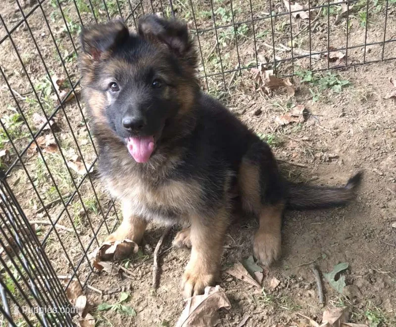 Loui  – German Shepherd Dog puppy for sale in Telford, PA