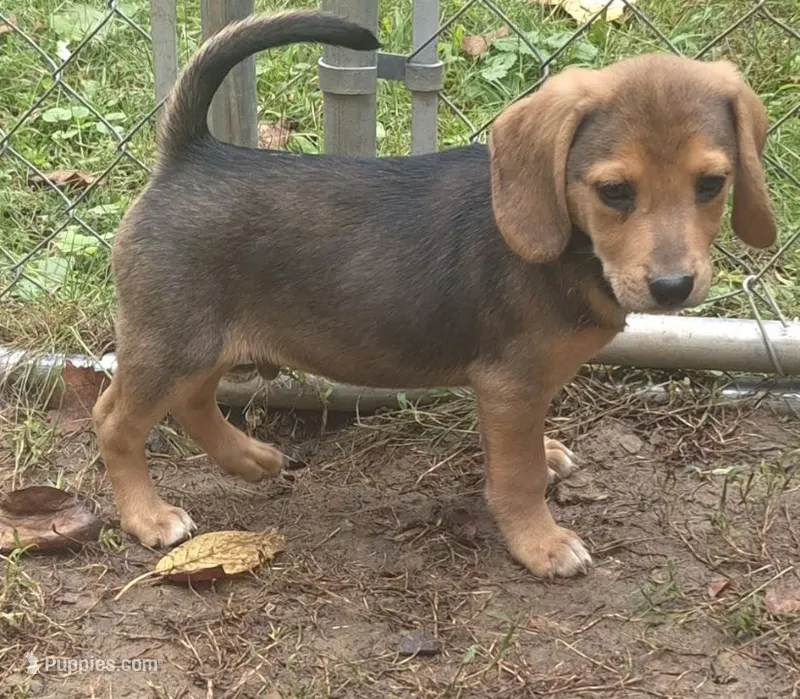 Benny  – Beagle puppy for sale in Telford, PA