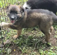 Izzy , a female Shetland Sheepdog and Australian Shepherd for sale in Telford, PA – 2 of 4
