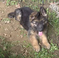 Bailey , a female German Shepherd Dog for sale in Telford, PA – 3 of 6