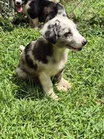 Princess , a female Pembroke Welsh Corgi and Miniature Australian Shepherd for sale in Telford, PA – 2 of 7