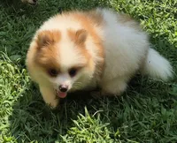 Max , a male Pomeranian for sale in Telford, PA – 4 of 5