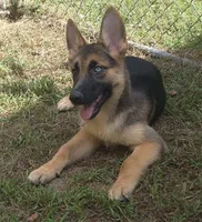 Tulip , a female German Shepherd Dog for sale in Telford, PA – 4 of 5