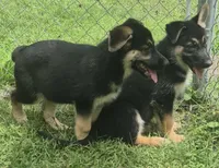 Star , a female German Shepherd Dog for sale in Telford, PA – 5 of 5