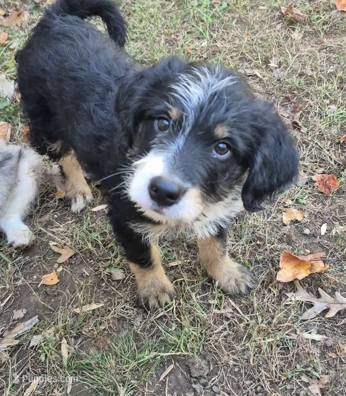 Blake – Miniature Bernedoodle puppy for sale in Telford, PA