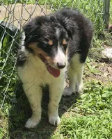 Dexter , a female Australian Shepherd for sale in Telford, PA – 2 of 3