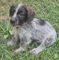 Benny , a male Miniature Aussiedoodle for sale in Telford, PA – 2 of 5
