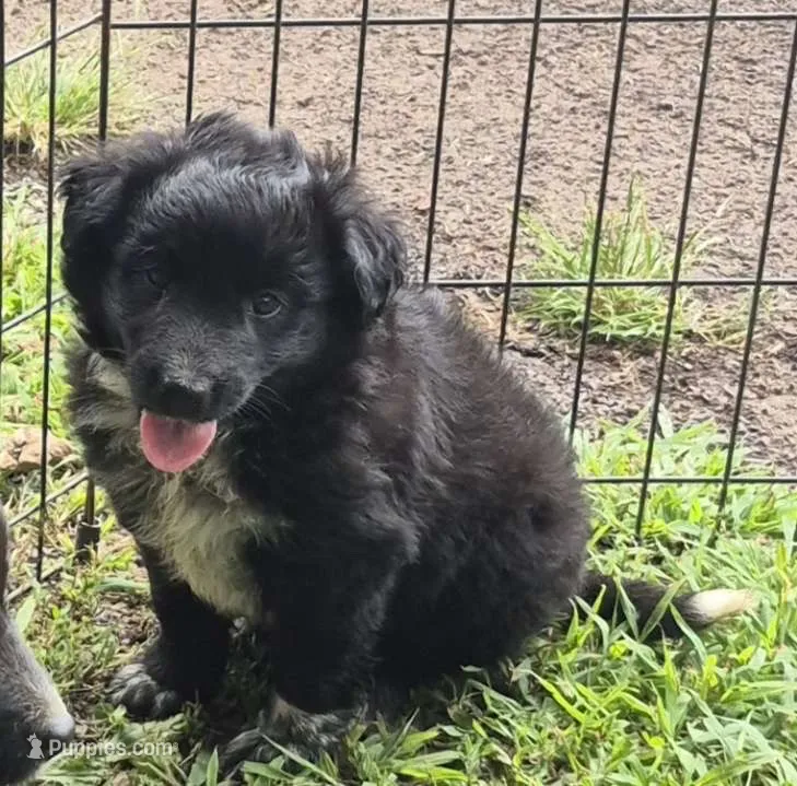 Buster  – Shetland Sheepdog, Australian Shepherd puppy for sale in Telford, PA
