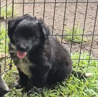 Buster , a male Shetland Sheepdog and Australian Shepherd for sale in Telford, PA – 1 of 3