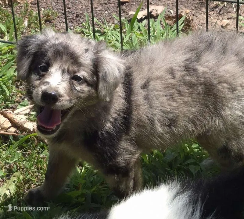 Bella  – Miniature Aussiedoodle puppy for sale in Telford, PA