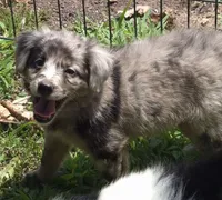 Bella , a female Miniature Aussiedoodle for sale in Telford, PA – 1 of 7