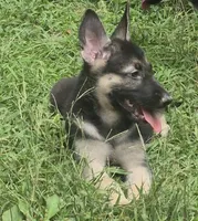 Remi , a female German Shepherd Dog for sale in Telford, PA – 2 of 3