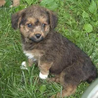 Angie , a female Pembroke Welsh Corgi and Poodle - Toy  for sale in Telford, PA – 5 of 5