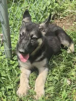 Remi , a female German Shepherd Dog for sale in Telford, PA – 3 of 3