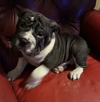 Dozer , a male English Bulldog and Chinese Shar-Pei for sale in Telford, PA – 2 of 2