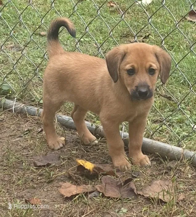 Yoda – Beagle, Dachshund puppy for sale in Telford, PA