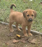 Yoda, a male Beagle and Dachshund for sale in Telford, PA – 1 of 2