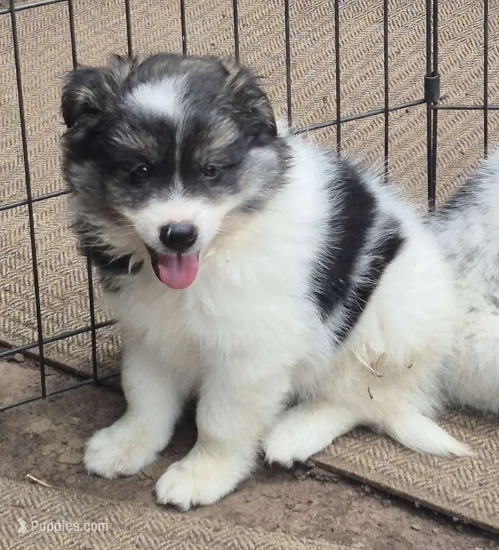 Shadow – Pomsky puppy for sale in Telford, PA