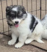 Shadow, a male Pomsky for sale in Telford, PA – 1 of 5