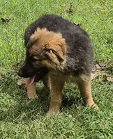 Sasha , a female German Shepherd Dog for sale in Telford, PA – 2 of 4