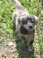 Bella , a female Miniature Aussiedoodle for sale in Telford, PA – 7 of 7