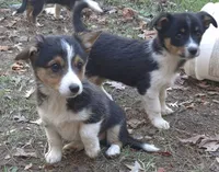 Remi , a male Pembroke Welsh Corgi for sale in Telford, PA – 3 of 3