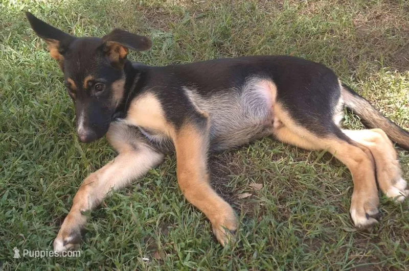 Hunter  – German Shepherd Dog puppy for sale in Telford, PA