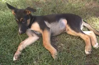 Hunter , a male German Shepherd Dog for sale in Telford, PA – 1 of 1