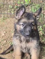 Bailey , a female German Shepherd Dog for sale in Telford, PA – 6 of 6