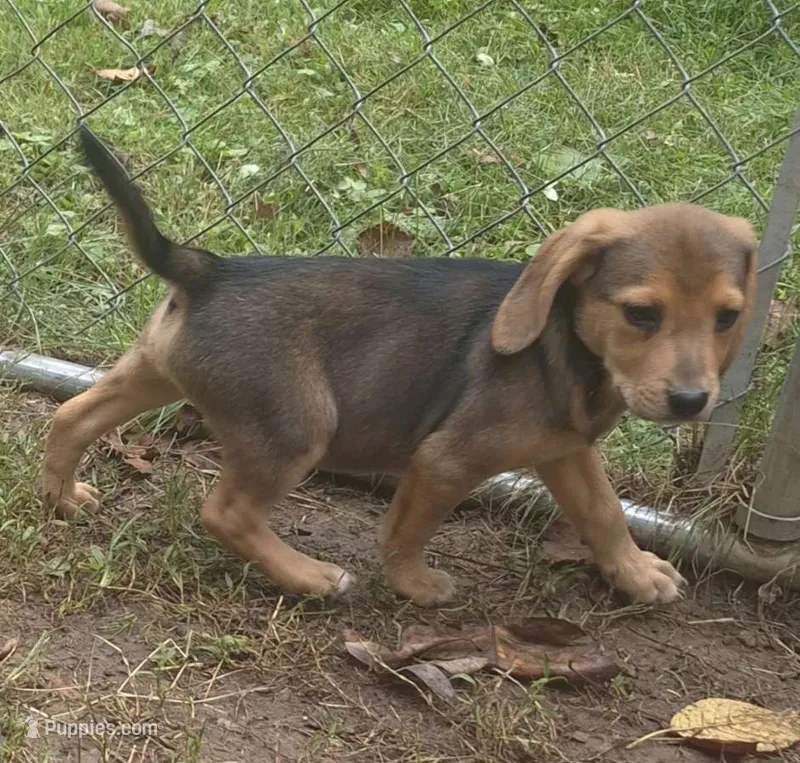 Sugar  – Beagle, Dachshund puppy for sale in Telford, PA