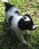 Rosie , a female Miniature Aussiedoodle for sale in Telford, PA – 4 of 7