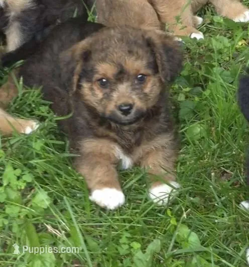 Bella  – Pembroke Welsh Corgi puppy for sale in Telford, PA