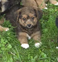 Bella , a female Pembroke Welsh Corgi for sale in Telford, PA – 1 of 3