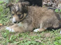 Tessa , a female Shetland Sheepdog for sale in Telford, PA – 3 of 3