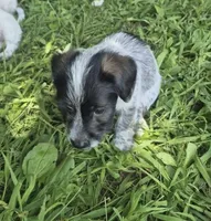 Oscar , a male Miniature Aussiedoodle for sale in Telford, PA – 2 of 3