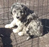Elsa , a male Miniature Bernedoodle for sale in Telford, PA – Photo 2 of 2
