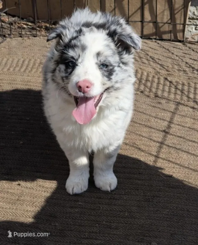 Miley  – Border Collie puppy for sale in Telford, PA