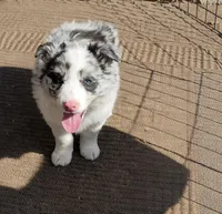 Miley , a female Border Collie for sale in Telford, PA – Photo 2 of 3